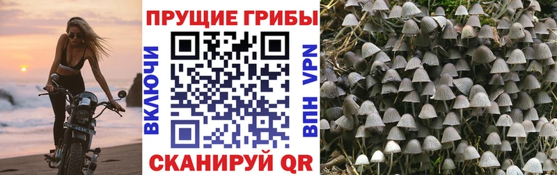 Псилоцибиновые грибы ЛСД Гусев